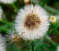  Infructescence